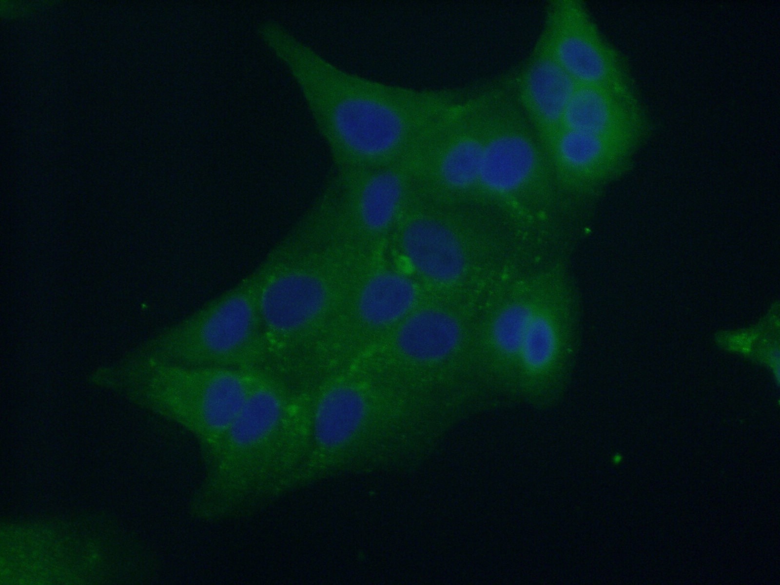 Immunofluorescence (IF) / fluorescent staining of A549 cells using Syntaxin 7 Polyclonal antibody (12322-1-AP)