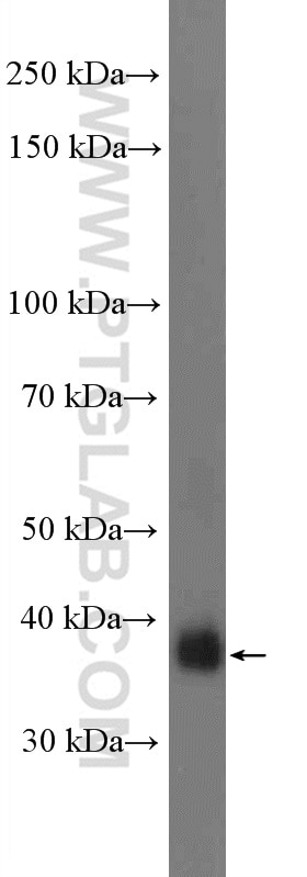 Western Blot (WB) analysis of mouse thymus tissue using Syntaxin 7 Polyclonal antibody (12322-1-AP)