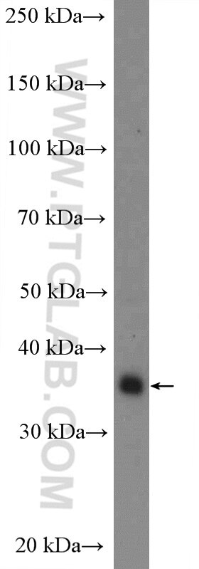 Western Blot (WB) analysis of mouse liver tissue using Syntaxin 7 Polyclonal antibody (12322-1-AP)