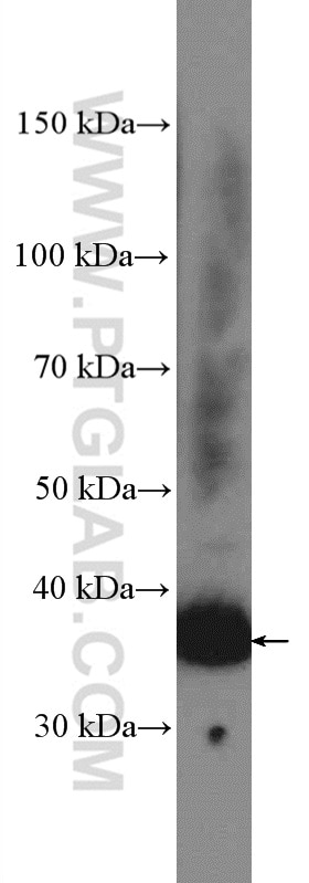 Western Blot (WB) analysis of mouse spleen tissue using Syntaxin 7 Polyclonal antibody (12322-1-AP)