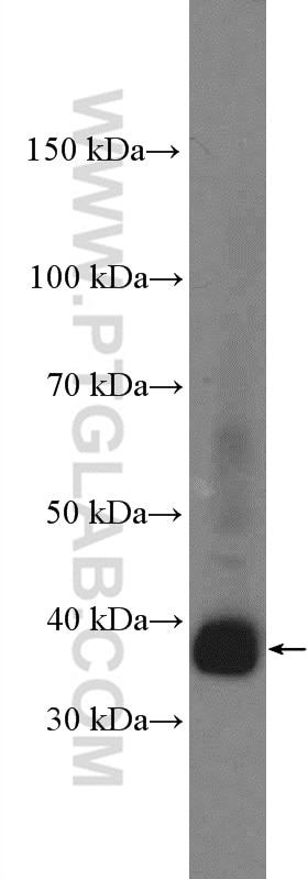 Western Blot (WB) analysis of mouse spleen tissue using Syntaxin 7 Polyclonal antibody (12322-1-AP)