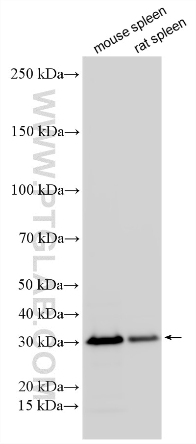 WB analysis using 12322-1-AP Western Blot (WB) analysis of various lysates using Syntaxin 7 Polyclonal antibody (12322-1-AP)