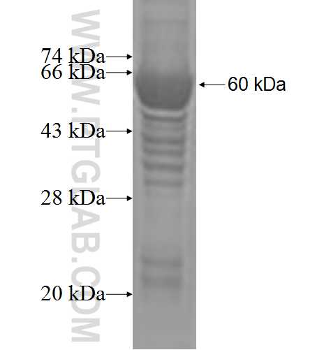 STX7 fusion protein Ag2975 SDS-PAGE