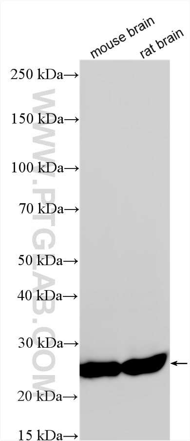 WB analysis using 12206-1-AP Western Blot (WB) analysis of various lysates using Syntaxin 8 Polyclonal antibody (12206-1-AP)