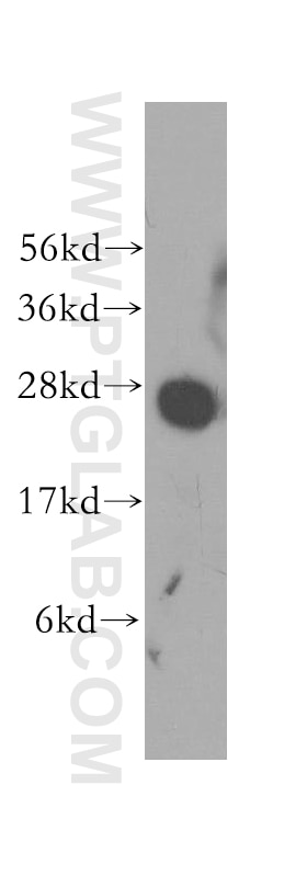 Western Blot (WB) analysis of mouse pancreas tissue using Syntaxin 8 Polyclonal antibody (12206-1-AP)