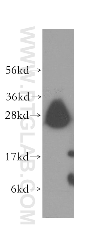 Western Blot (WB) analysis of human lung tissue using Syntaxin 8 Polyclonal antibody (12206-1-AP)