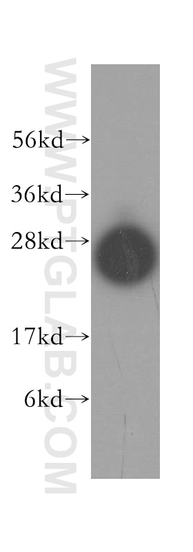 Western Blot (WB) analysis of human heart tissue using Syntaxin 8 Polyclonal antibody (12206-1-AP)