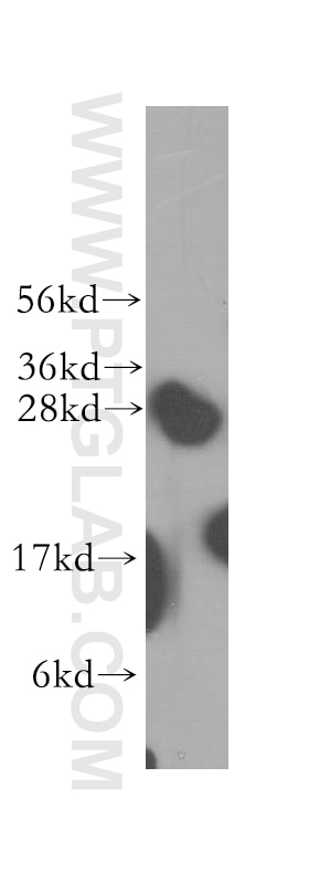 Western Blot (WB) analysis of A375 cells using Syntaxin 8 Polyclonal antibody (12206-1-AP)