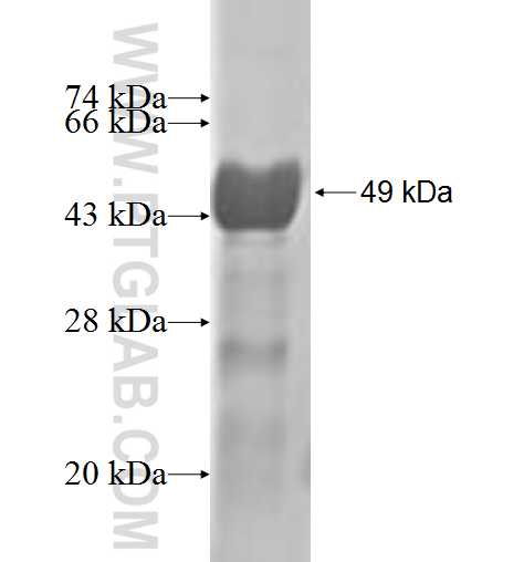 STX8 fusion protein Ag2850 SDS-PAGE