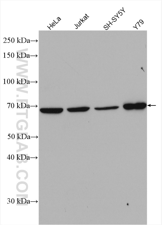 Western Blot (WB) analysis of various lysates using STXBP1 Polyclonal antibody (11459-1-AP)