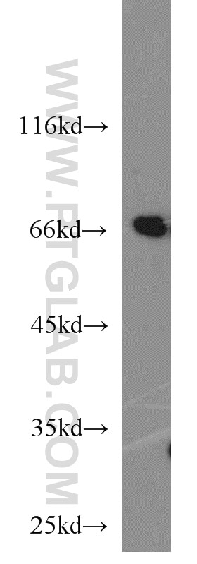 WB analysis of A549 using 11459-1-AP