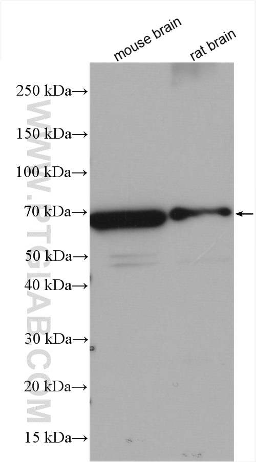 Western Blot (WB) analysis of various lysates using STXBP1 Polyclonal antibody (20562-1-AP)