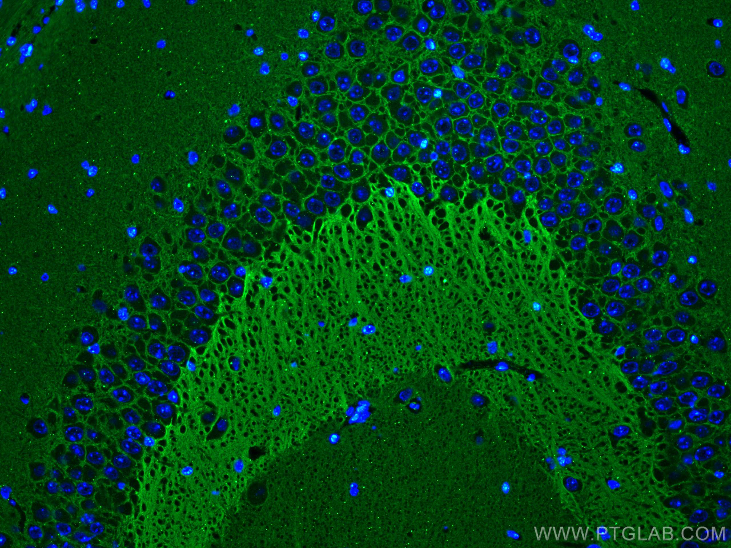 Immunofluorescence (IF) / fluorescent staining of mouse brain tissue using STXBP1 Monoclonal antibody (67137-1-Ig)