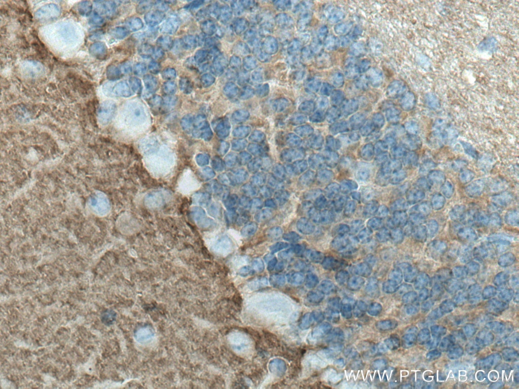 Immunohistochemistry (IHC) staining of mouse cerebellum tissue using STXBP1 Monoclonal antibody (67137-1-Ig)