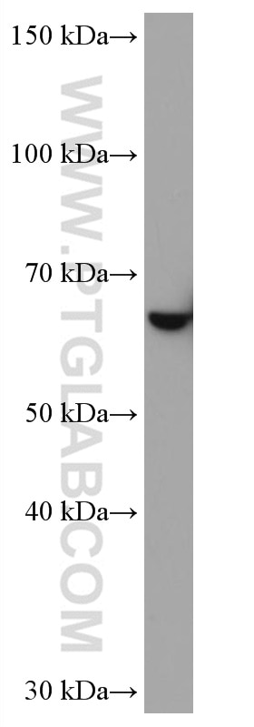 Western Blot (WB) analysis of Y79 cells using STXBP1 Monoclonal antibody (67137-1-Ig)