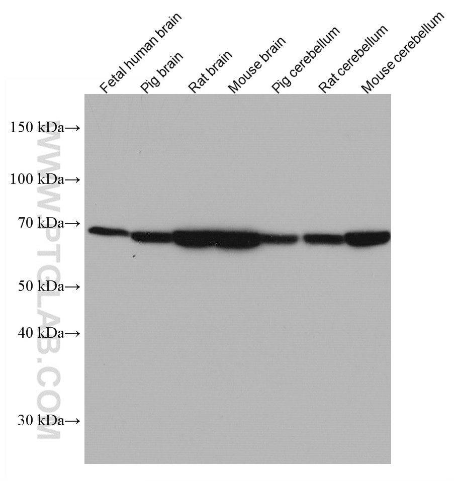 Western Blot (WB) analysis of various lysates using STXBP1 Monoclonal antibody (67137-1-Ig)