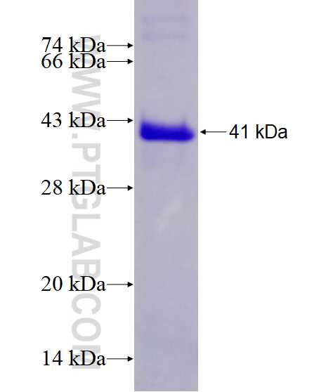 STXBP1 fusion protein Ag28605 SDS-PAGE