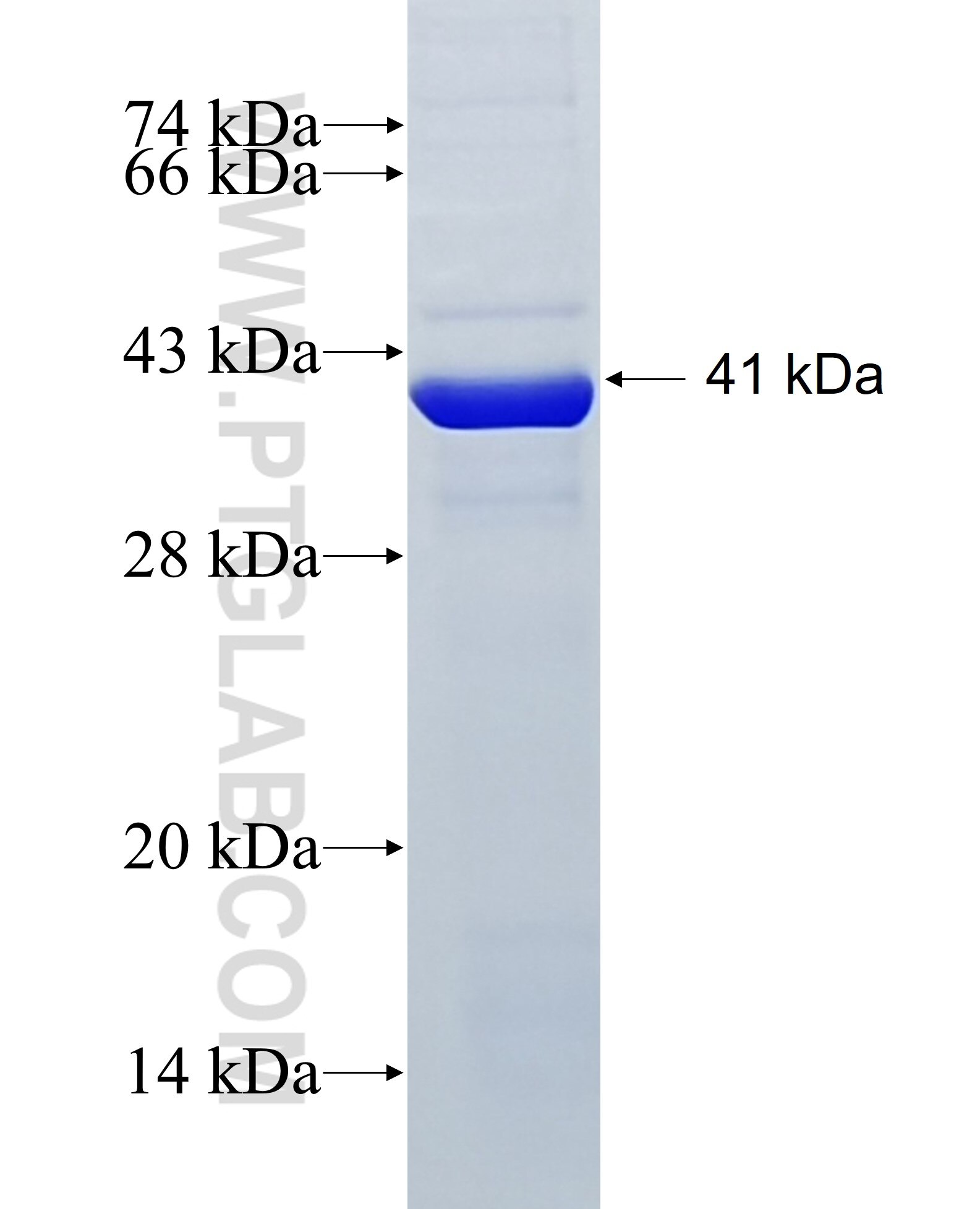 STXBP1 fusion protein Ag28605 SDS-PAGE