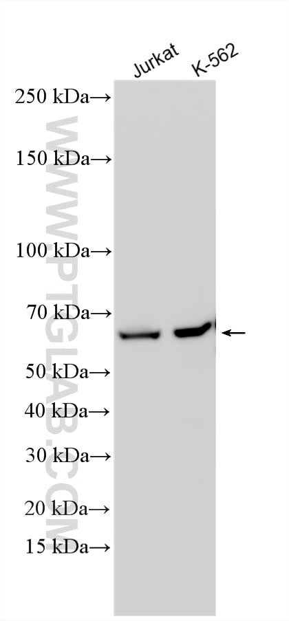 WB analysis using 15312-1-AP Western Blot (WB) analysis of various lysates using STXBP2 Polyclonal antibody (15312-1-AP)