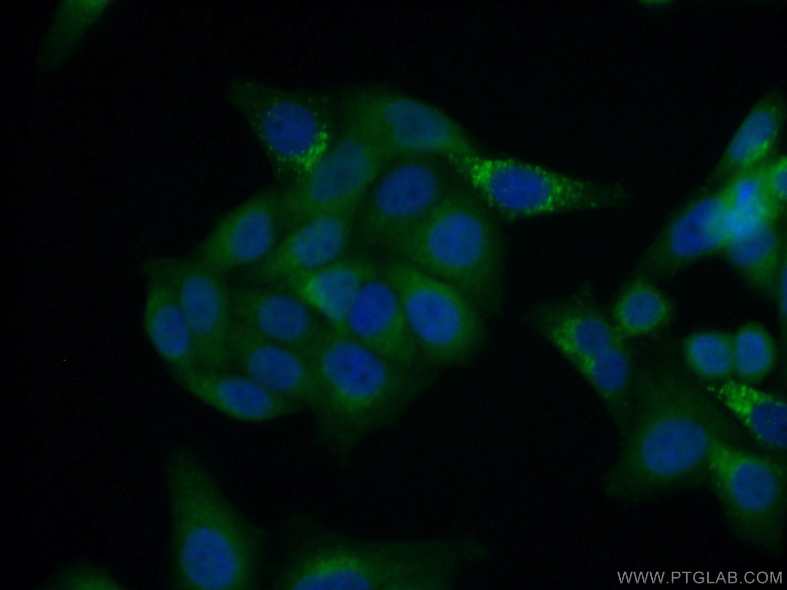 Immunofluorescence (IF) / fluorescent staining of HepG2 cells using STXBP2 Monoclonal antibody (66238-1-Ig)