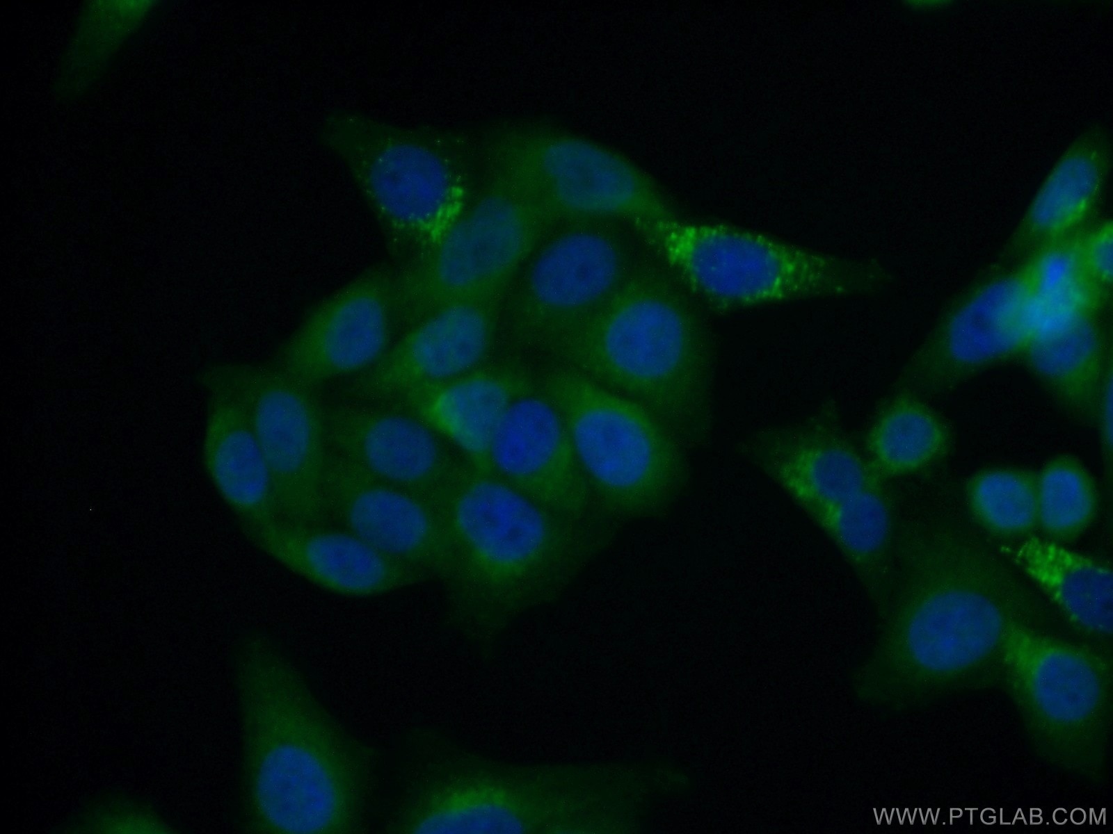 IF Staining of HepG2 using 66238-1-Ig