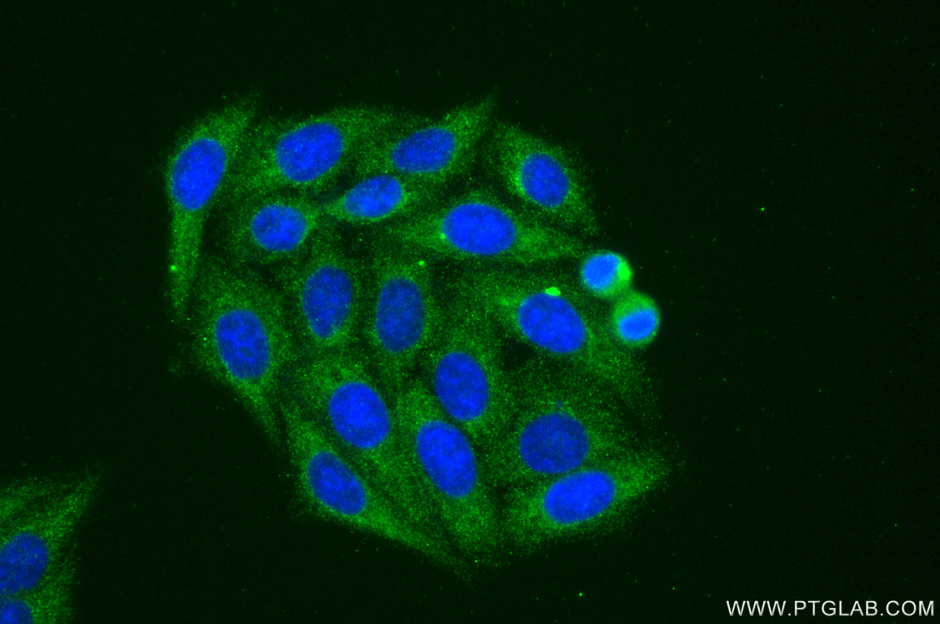 Immunofluorescence (IF) / fluorescent staining of HepG2 cells using STXBP2 Monoclonal antibody (66238-1-Ig)