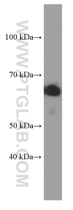 Western Blot (WB) analysis of K-562 cells using STXBP2 Monoclonal antibody (66238-1-Ig)
