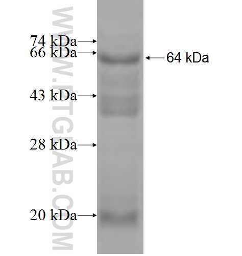STXBP2 fusion protein Ag7537 SDS-PAGE
