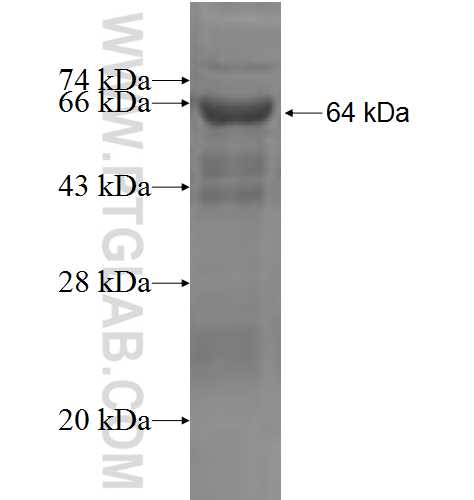 STXBP3 fusion protein Ag4747 SDS-PAGE