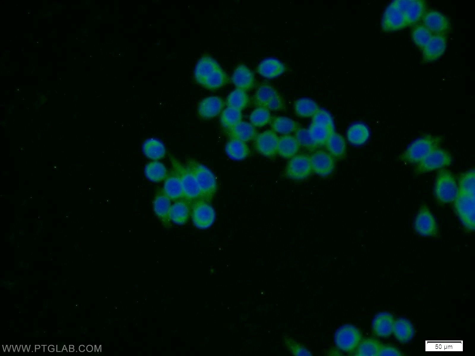 Immunofluorescence (IF) / fluorescent staining of BxPC-3 cells using STXBP4 Polyclonal antibody (14231-1-AP)