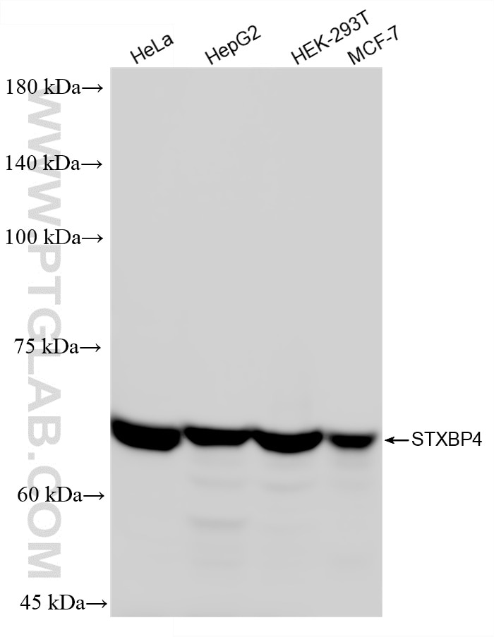 Western Blot (WB) analysis of various lysates using STXBP4 Recombinant monoclonal antibody (87575-1-RR)