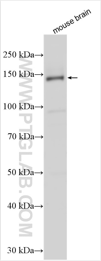 Western Blot (WB) analysis of various lysates using STXBP5 Polyclonal antibody (24512-1-AP)