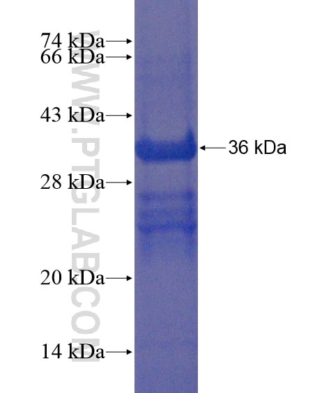 STXBP5 fusion protein Ag21629 SDS-PAGE
