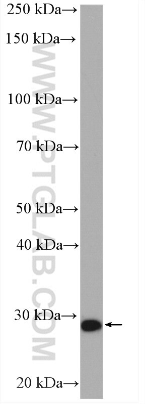 Western Blot (WB) analysis of BxPC-3 cells using STXBP6 Polyclonal antibody (10976-4-AP)