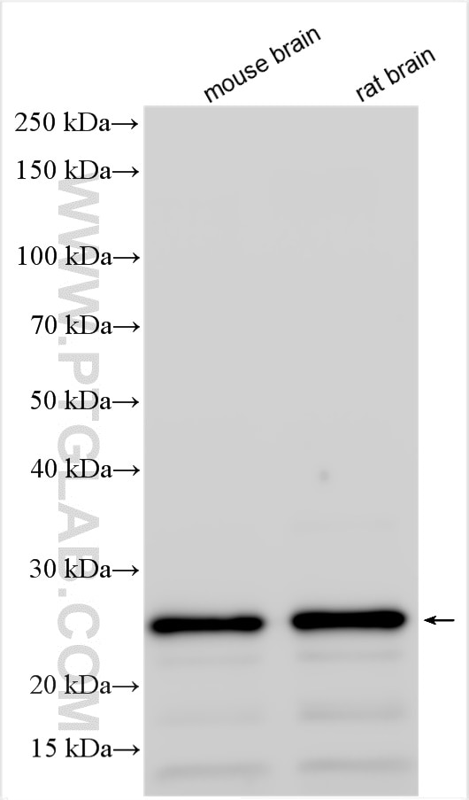 Western Blot (WB) analysis of various lysates using STXBP6 Polyclonal antibody (10976-4-AP)