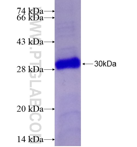 STXBP6 fusion protein Ag28323 SDS-PAGE