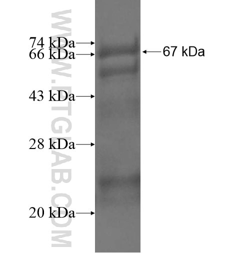 STYK1 fusion protein Ag12594 SDS-PAGE