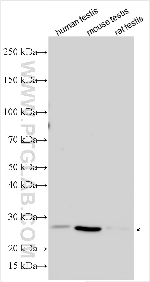 Western Blot (WB) analysis of various lysates using STYX Polyclonal antibody (12237-1-AP)