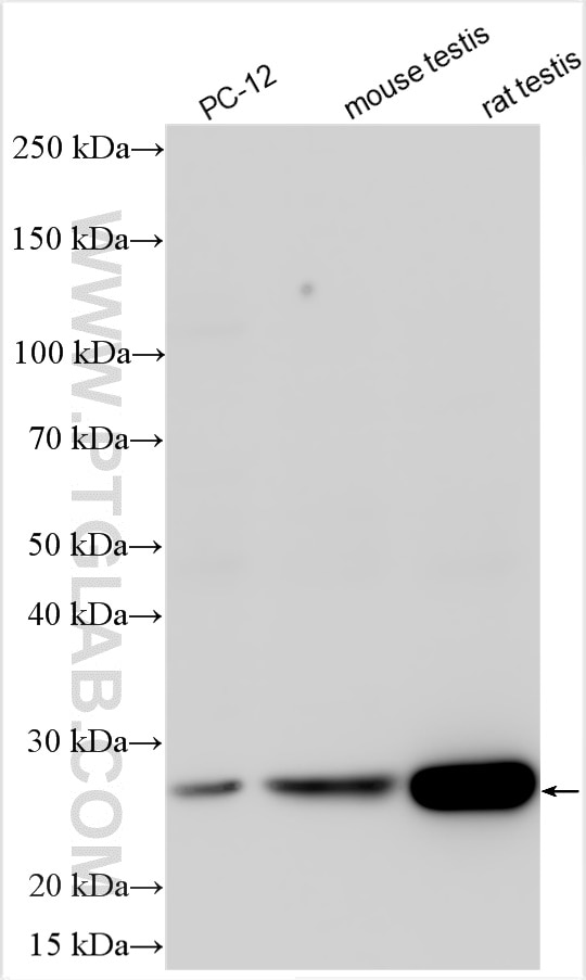 Western Blot (WB) analysis of various lysates using STYXL1 Polyclonal antibody (16433-1-AP)