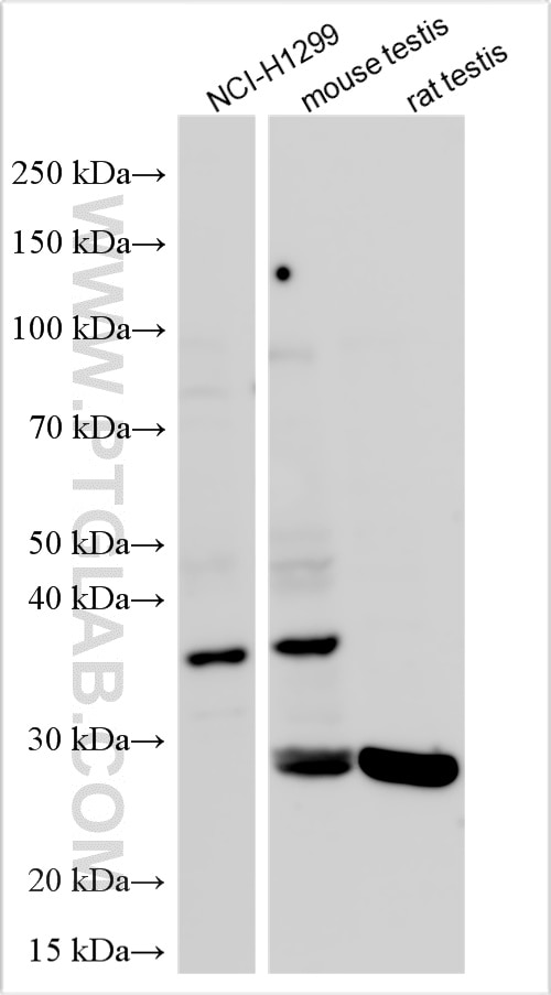 Western Blot (WB) analysis of various lysates using STYXL1 Polyclonal antibody (16433-1-AP)