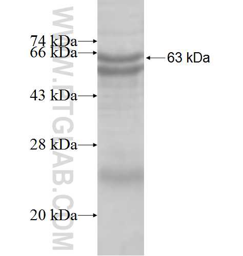 STYXL1 fusion protein Ag9743 SDS-PAGE