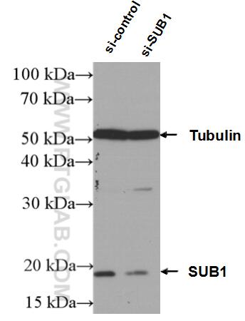 Western Blot (WB) analysis of A549 cells using SUB1 Polyclonal antibody (10948-2-AP)
