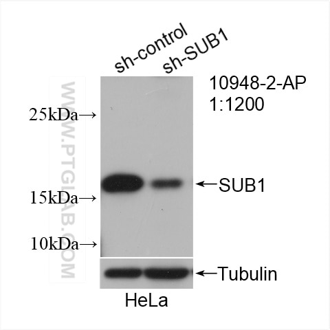 Western Blot (WB) analysis of HeLa cells using SUB1 Polyclonal antibody (10948-2-AP)