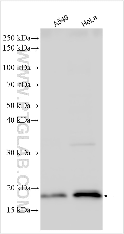 Western Blot (WB) analysis of various lysates using SUB1 Polyclonal antibody (10948-2-AP)