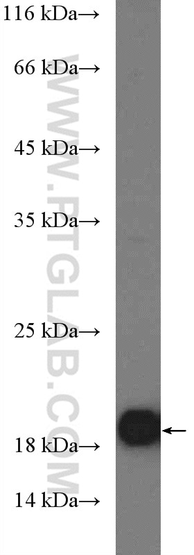 Western Blot (WB) analysis of HeLa cells using SUB1 Polyclonal antibody (10948-2-AP)