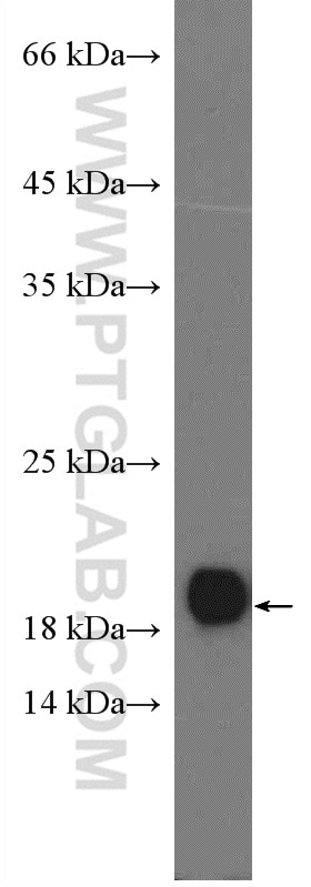 Western Blot (WB) analysis of A549 cells using SUB1 Polyclonal antibody (10948-2-AP)