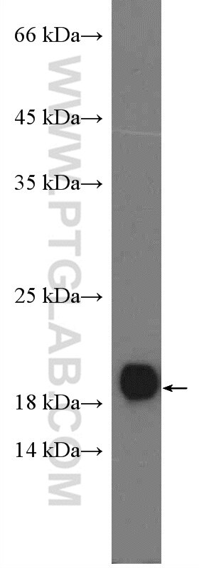 Western Blot (WB) analysis of A549 cells using SUB1 Polyclonal antibody (10948-2-AP)