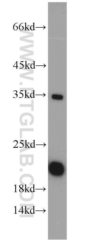 Western Blot (WB) analysis of HeLa cells using SUB1 Polyclonal antibody (10948-2-AP)