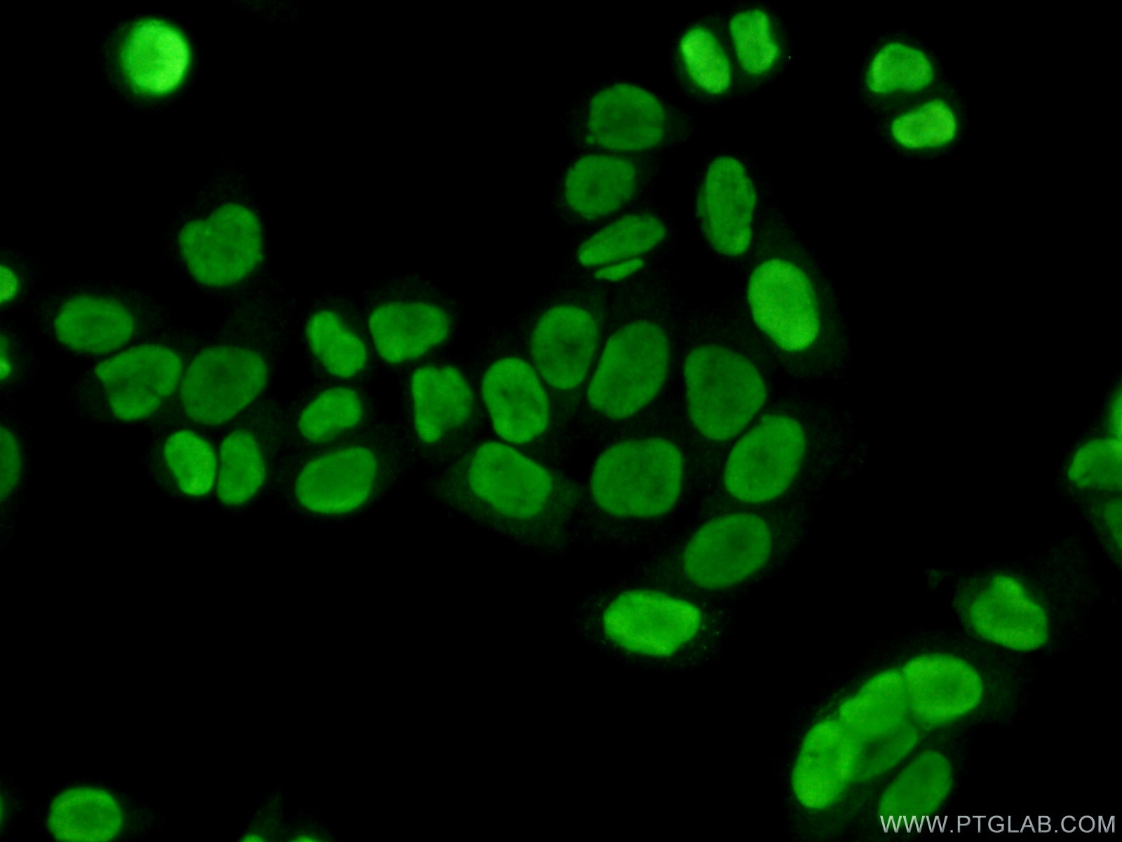 Immunofluorescence (IF) / fluorescent staining of HeLa cells using SUB1 Polyclonal antibody (11956-1-AP)