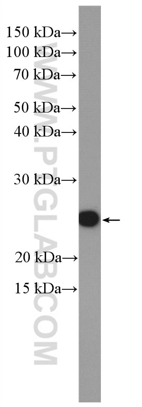 Western Blot (WB) analysis of C2C12 cells using SUB1 Polyclonal antibody (11956-1-AP)